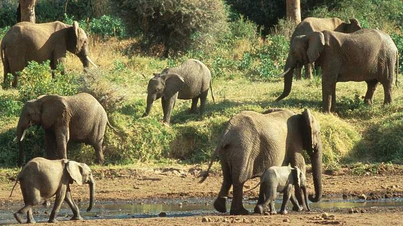 African Elephants, Samburu National Park